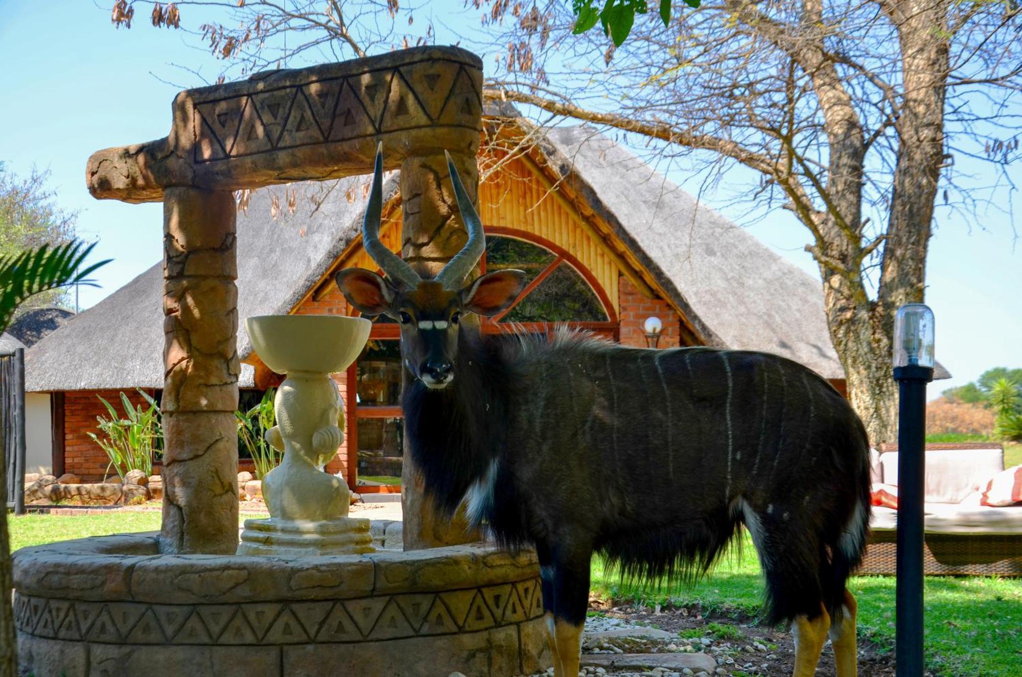 Ditholo Game Lodge Bela Bela Extérieur photo